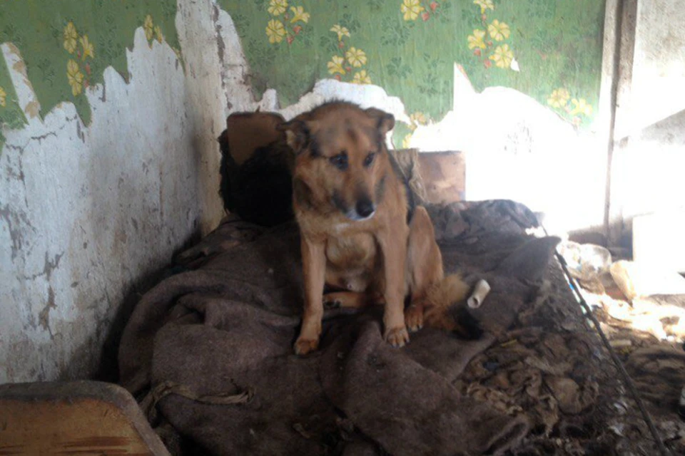 12 собак осталось в доме у сбитой автобусом жительницы Барнаула