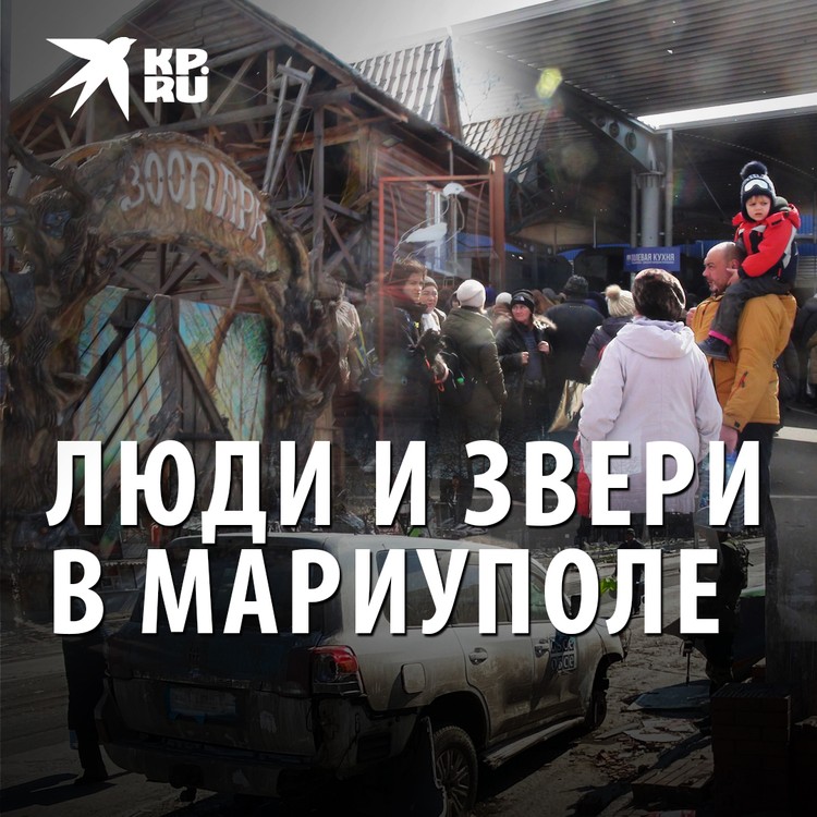 Как живут люди и звери в Мариуполе: репортаж спецкора KP.RU Дмитрия Стешина