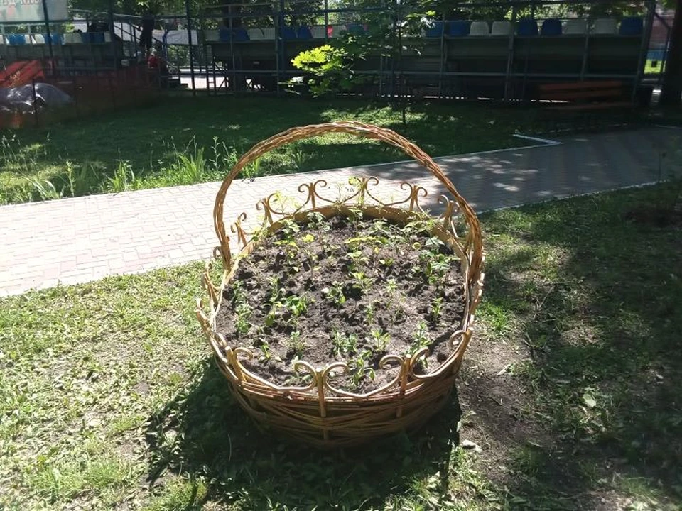 Озеленение в Детском парке Курска