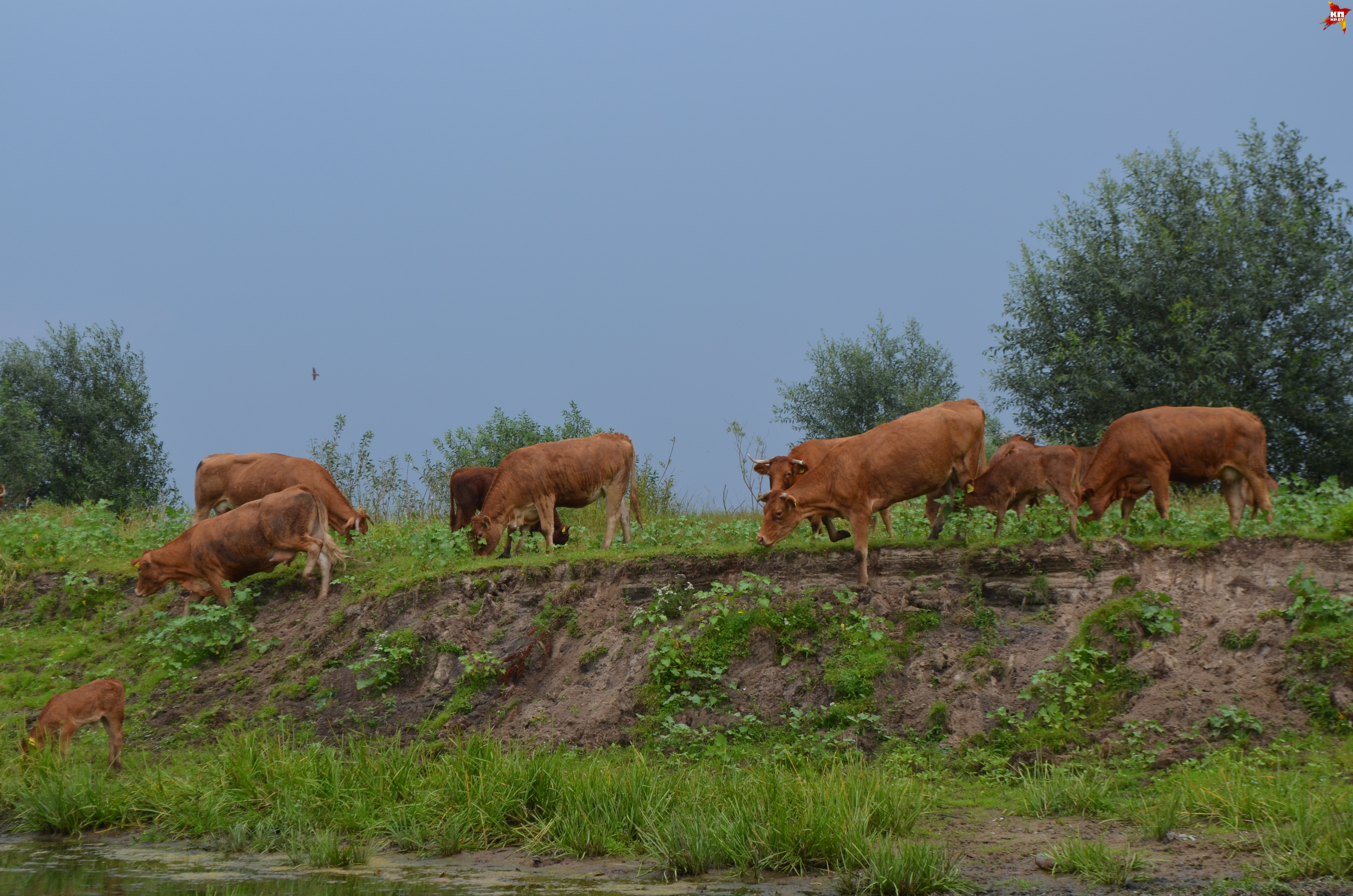 У туровских быков и коров собственный остров, на котором они пасутся