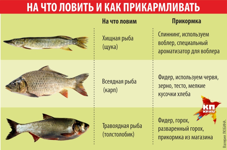 Наши советы по прикормке и ловле рыбы