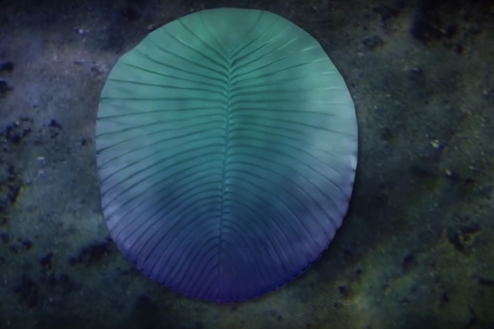 Овальная лепешка дикинсонии - примерно так она выглядела при жизни 558 миллионов лет назад.