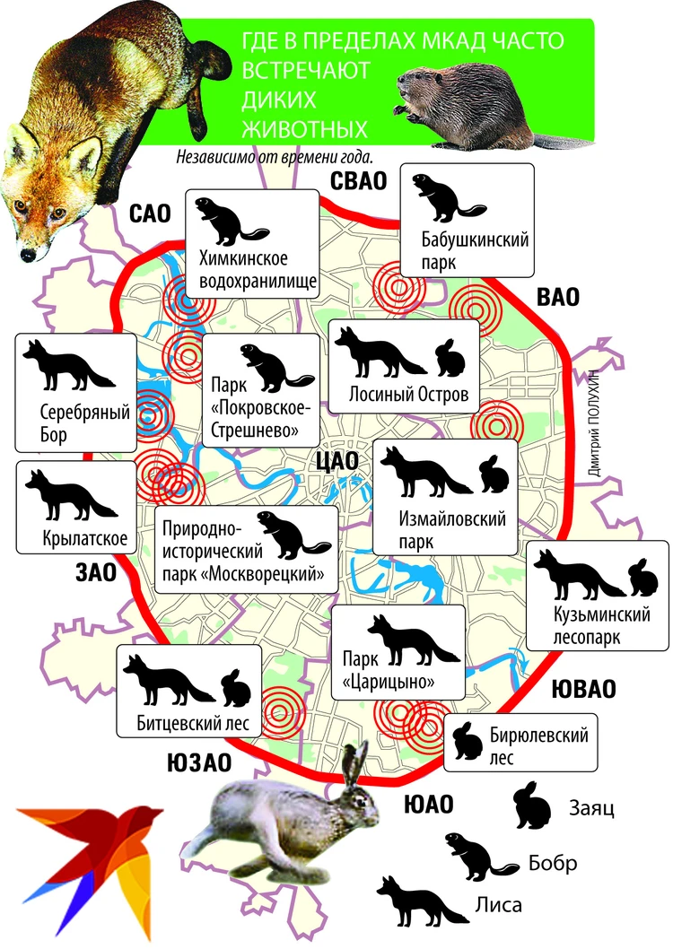 В Москву потянулись лисы - KP.RU