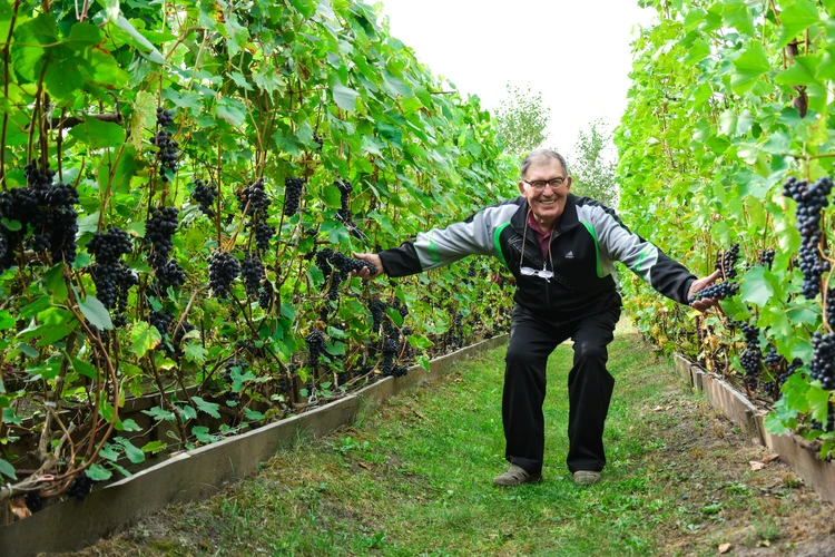 Не хуже Крыма: новосибирец вырастил около 140 сортов винограда - KP.RU