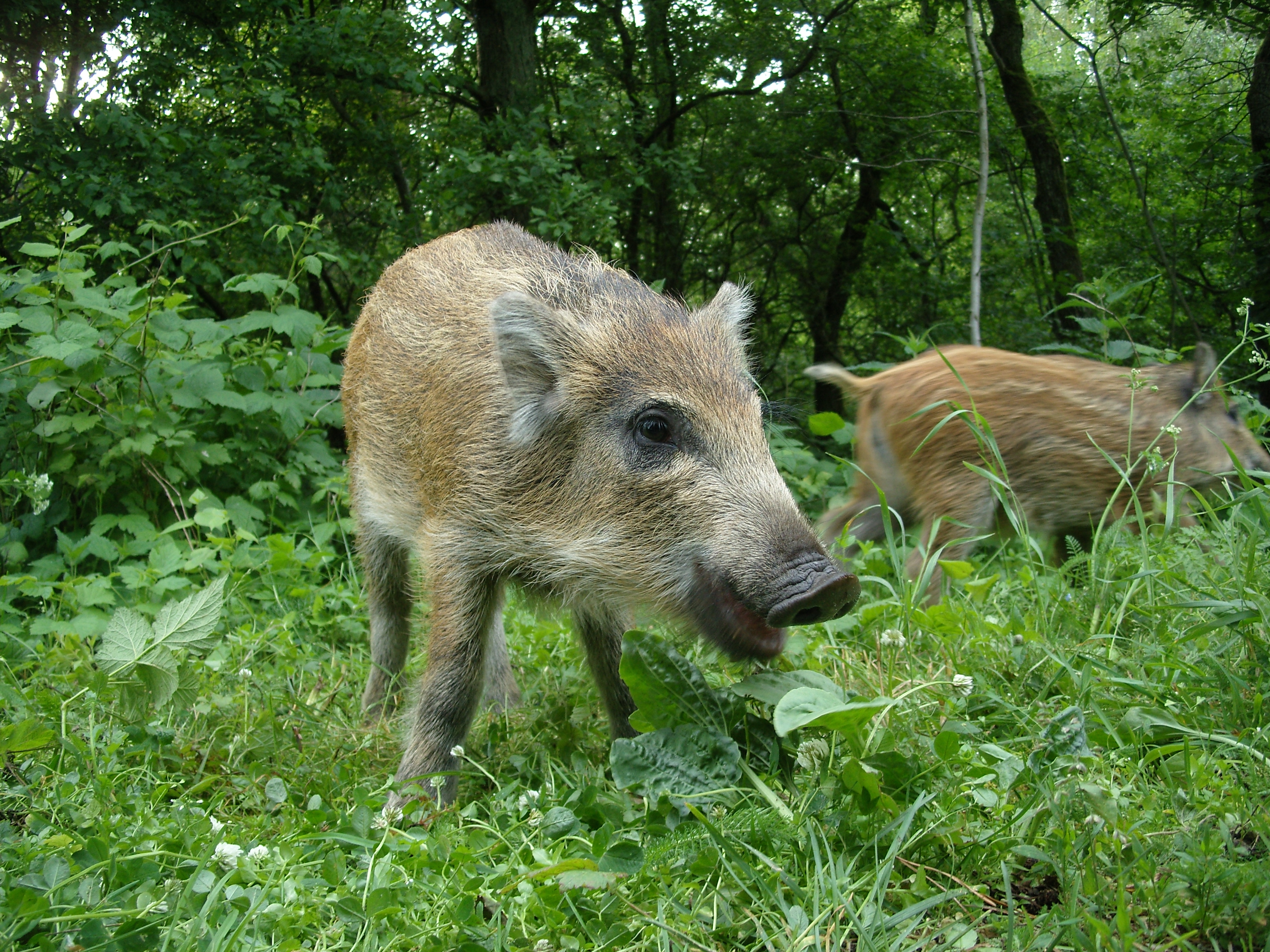 Встреча с кабаном на Куршской косе - явление почти обыденное.
