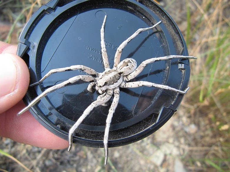 Ядовитые пауки краснодарского края фото