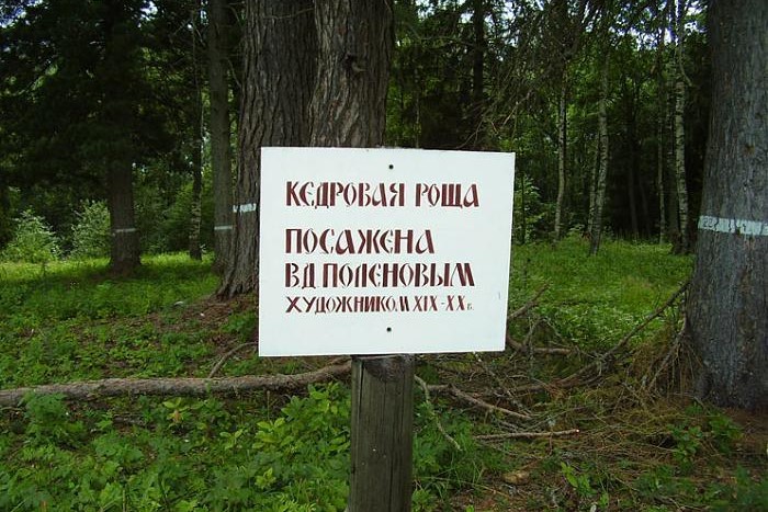 Кедровая роща художника Поленова растет по сей день. Фото: администрация-лодейноеполе.рф / Маргарита Орлова