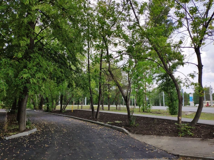 Какие деревья можно сажать 🏡 на участке возле дома, а какие нельзя