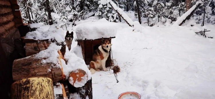 Компанию Сергею составляли собаки. Фото: МВД по Красноярскому краю