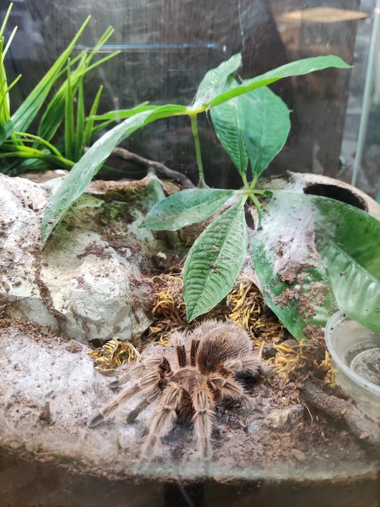 Brachypelma albopilosum (Беловолосковый паук-птицеед) купить в Планете экзотики