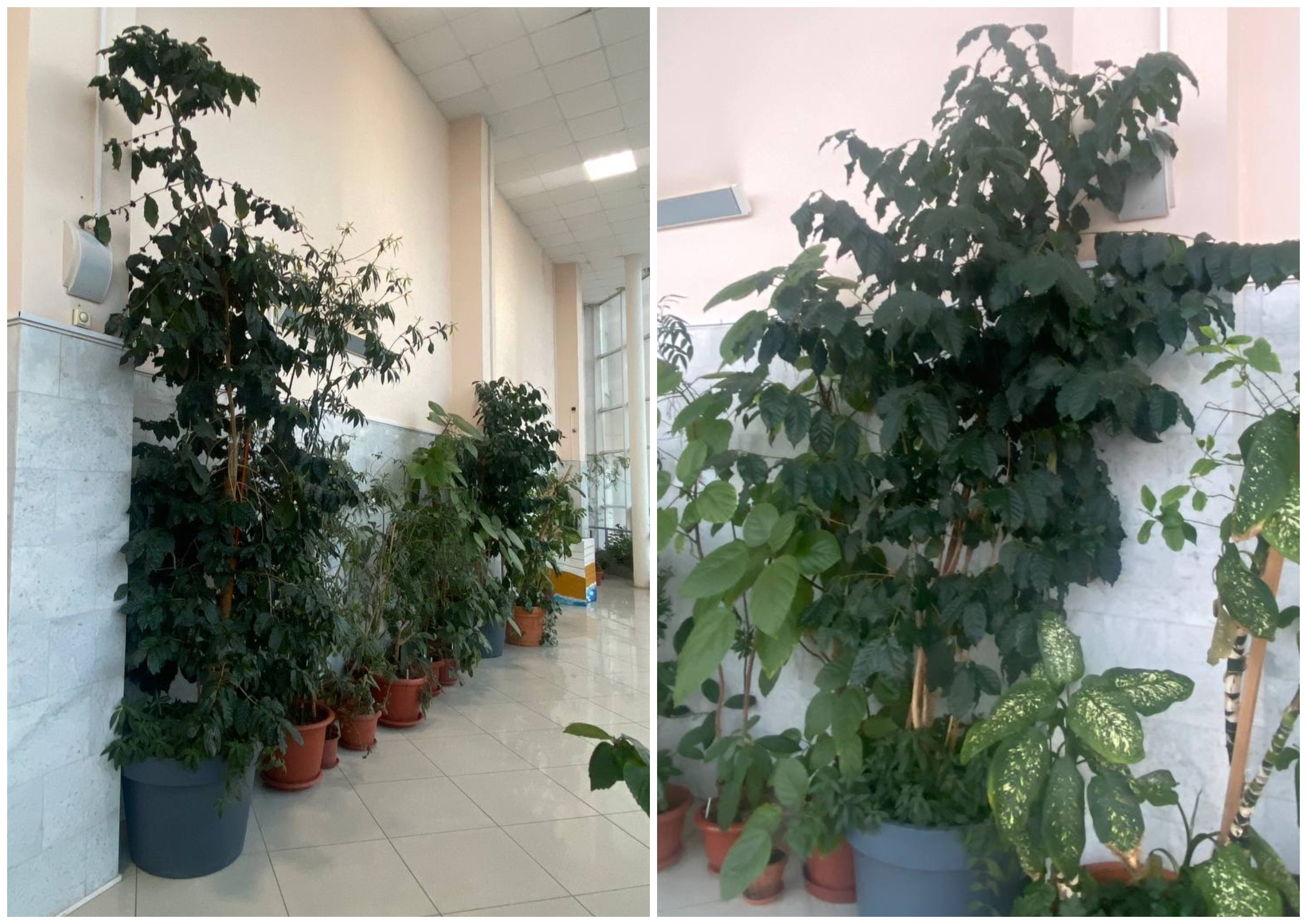 Сколько живет кофейное дерево