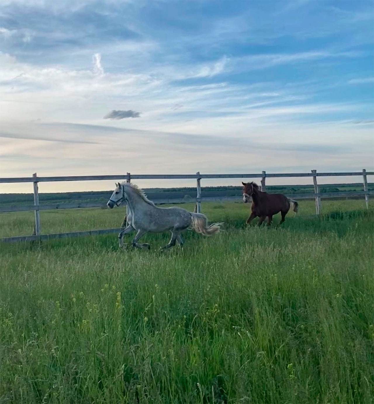 Лошадь у многих вызывает чувство восторга. Фото из личного архива Алины Хвалевой