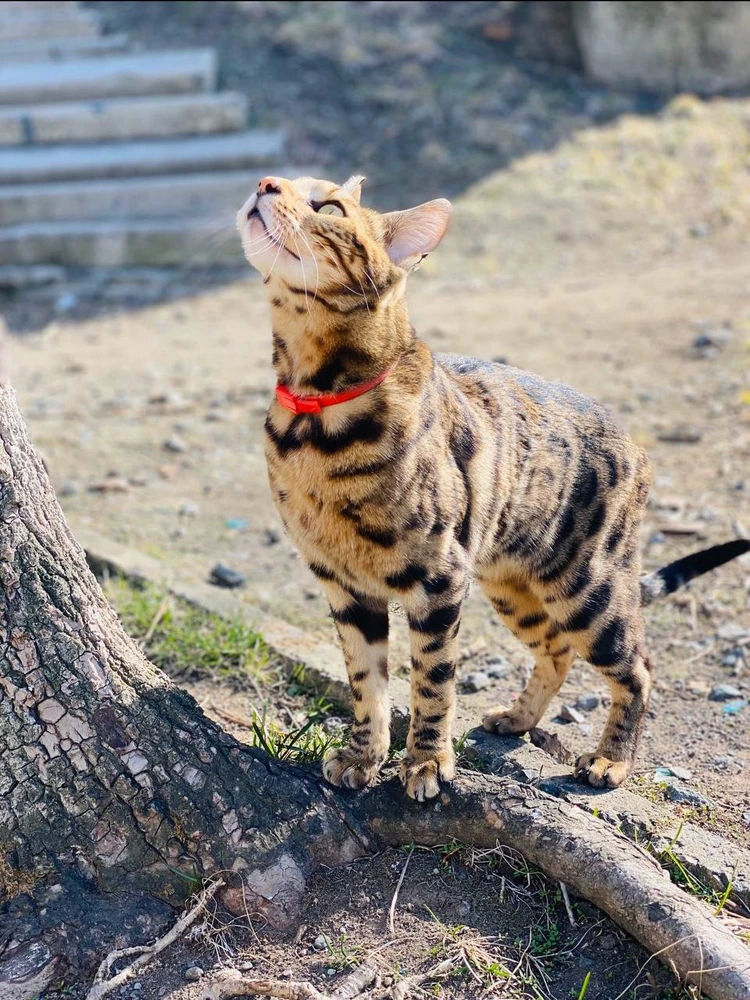 Кота закрыли на балконе