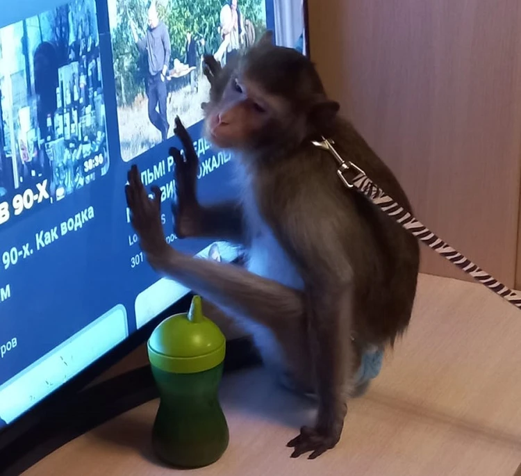 Стартап Маска показал видео с обезьяной, которую научили играть в видеоигры силой мысли