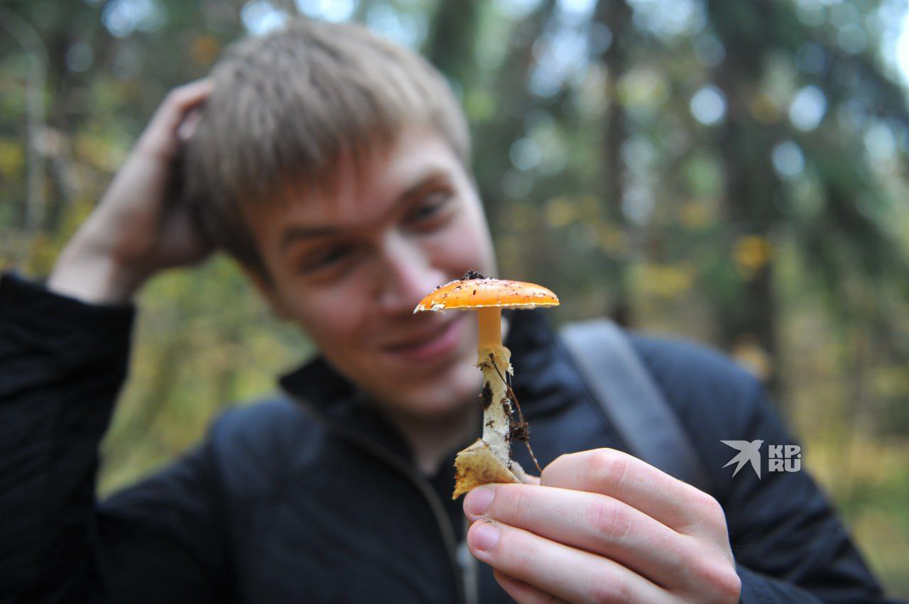 Muchomůrky jsou nebezpečné a jedovaté v jakékoli formě!