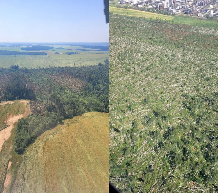Шквалистий вітер повалив ліс у Білорусі. Фото: Мінлісгосп Білорусі