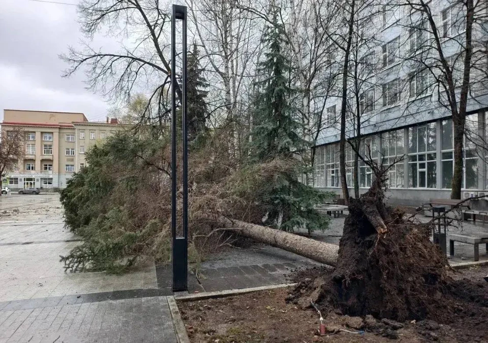 Ель у БГПУ сложила полномочия под натиском ветра