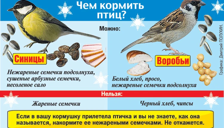 Содержание и выкармливание птенцов диких хищных птиц дома | Ветеринарная клиника