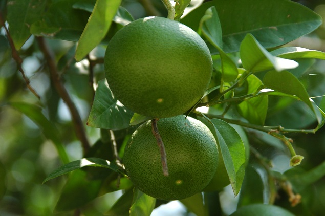 Для кого-то работа на апельсиновой плантации - лучший отдых