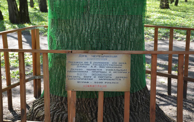 Дуб, посаженный Звягинцевым