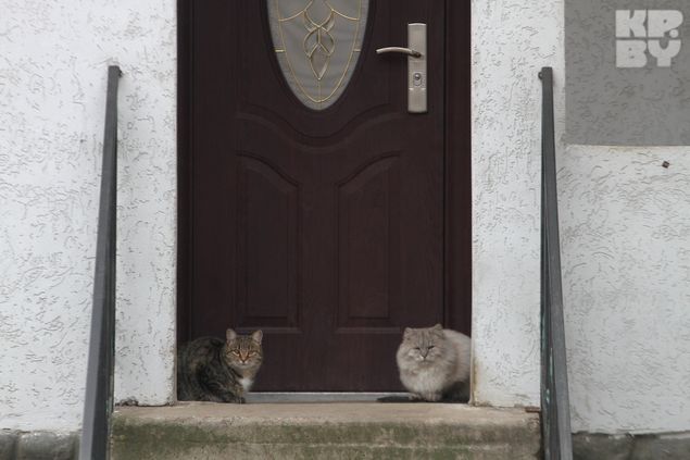Котики в частном секторе Марьиной Горки.