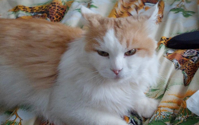 Кеша - обычный беспородный кот. Семья Лалетиных из Кирова взяла его еще котенком